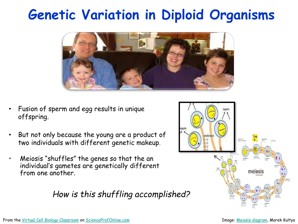 genetic variation in diploid organisms