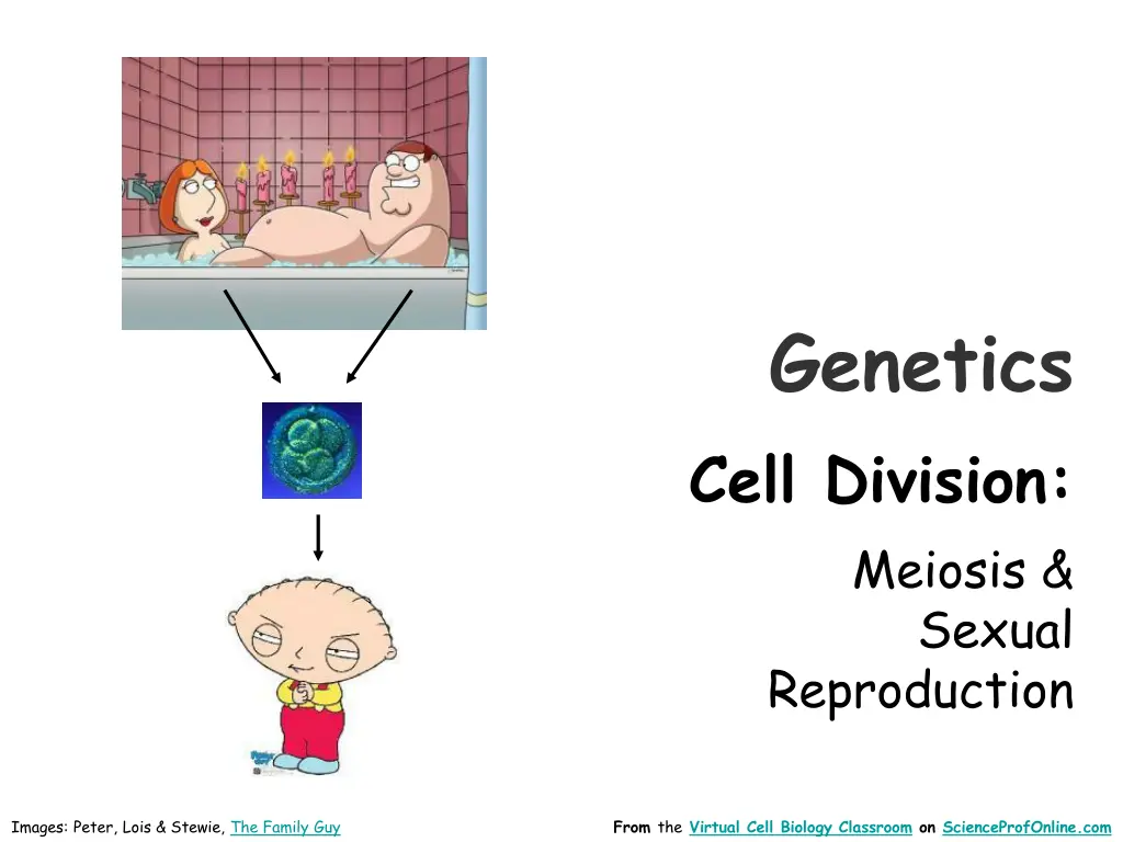 genetics cell division meiosis