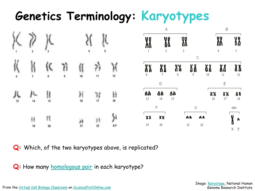 genetics terminology karyotypes