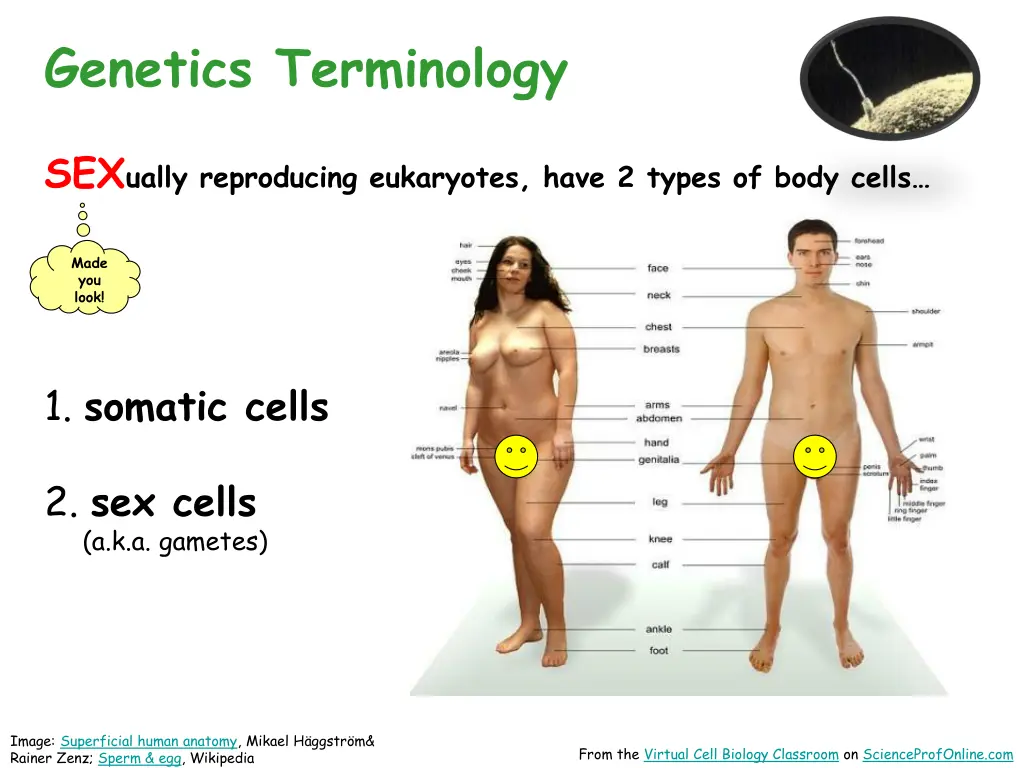 genetics terminology