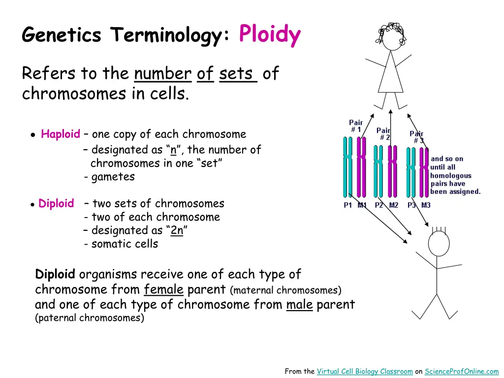 genetics terminology ploidy