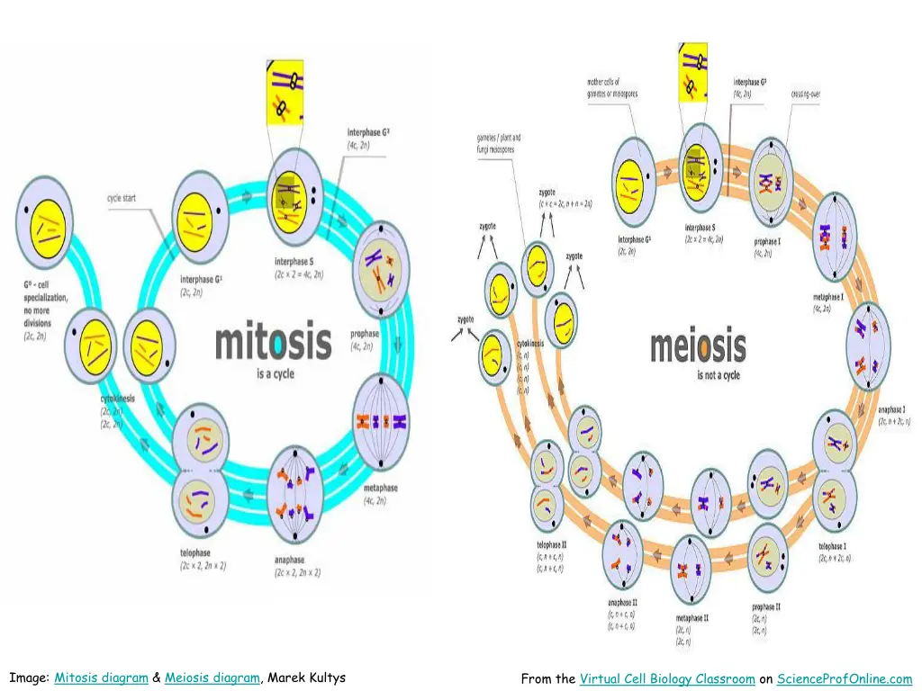 image mitosis diagram meiosis diagram marek kultys
