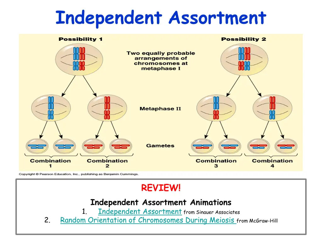 independent assortment