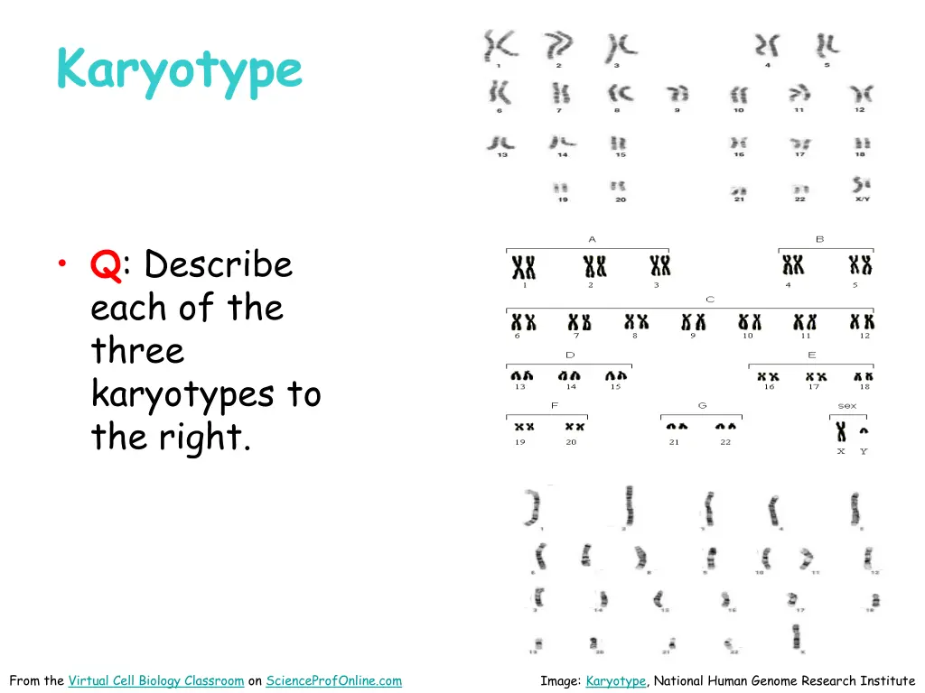 karyotype