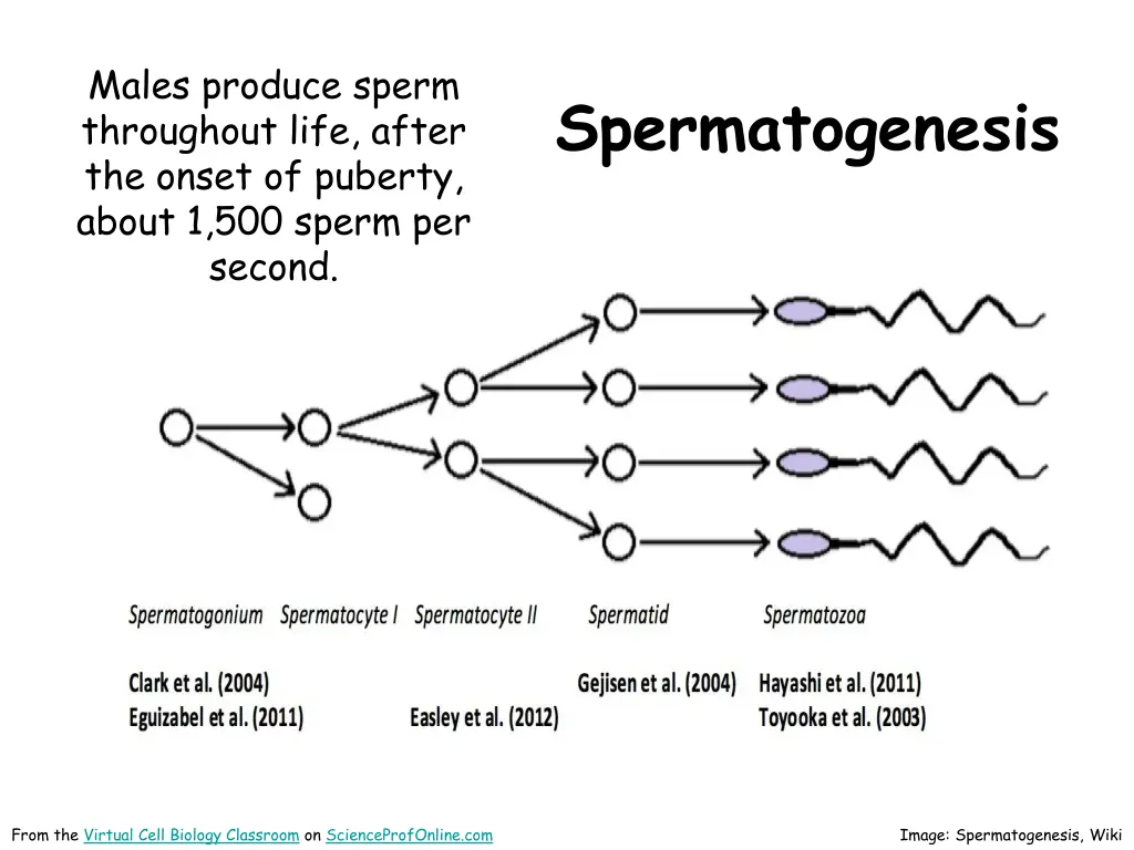 males produce sperm throughout life after