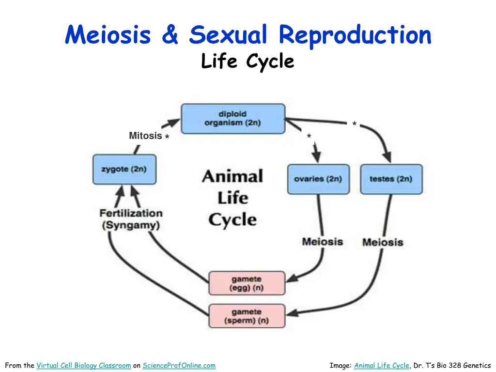 meiosis sexual reproduction life cycle