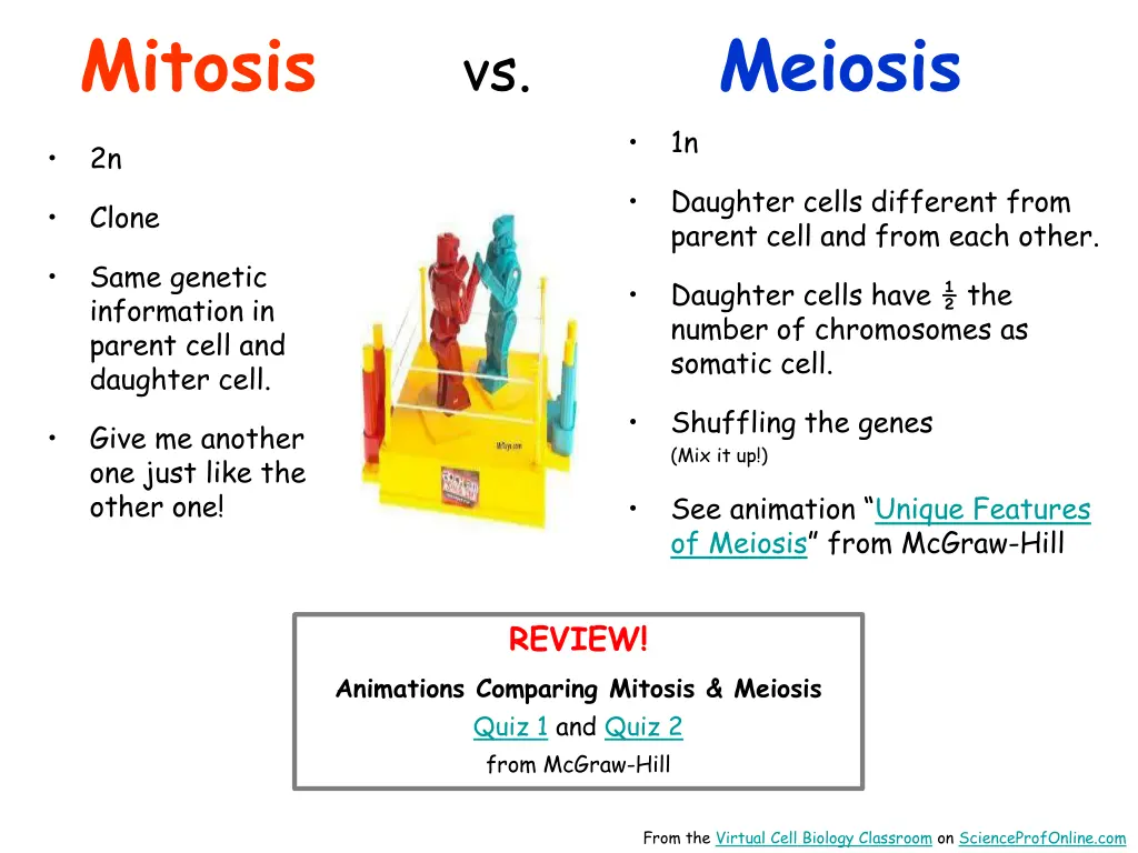mitosis 1