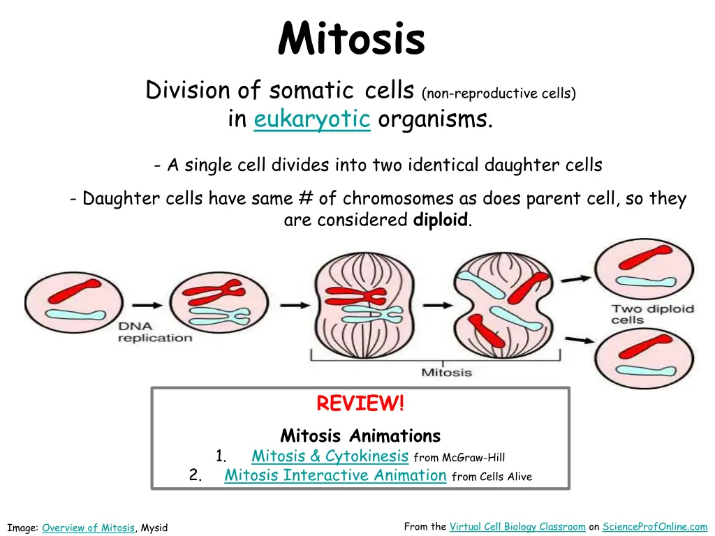 mitosis