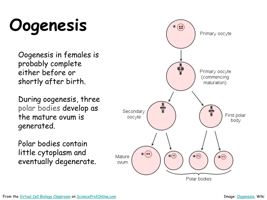 oogenesis