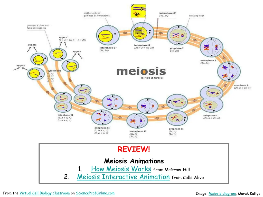 review meiosis animations how meiosis works from