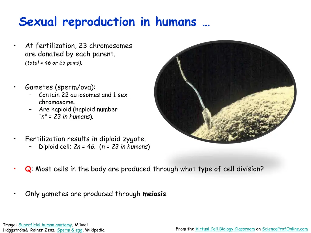 sexual reproduction in humans