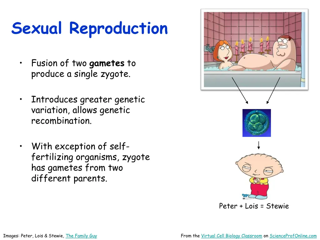 sexual reproduction
