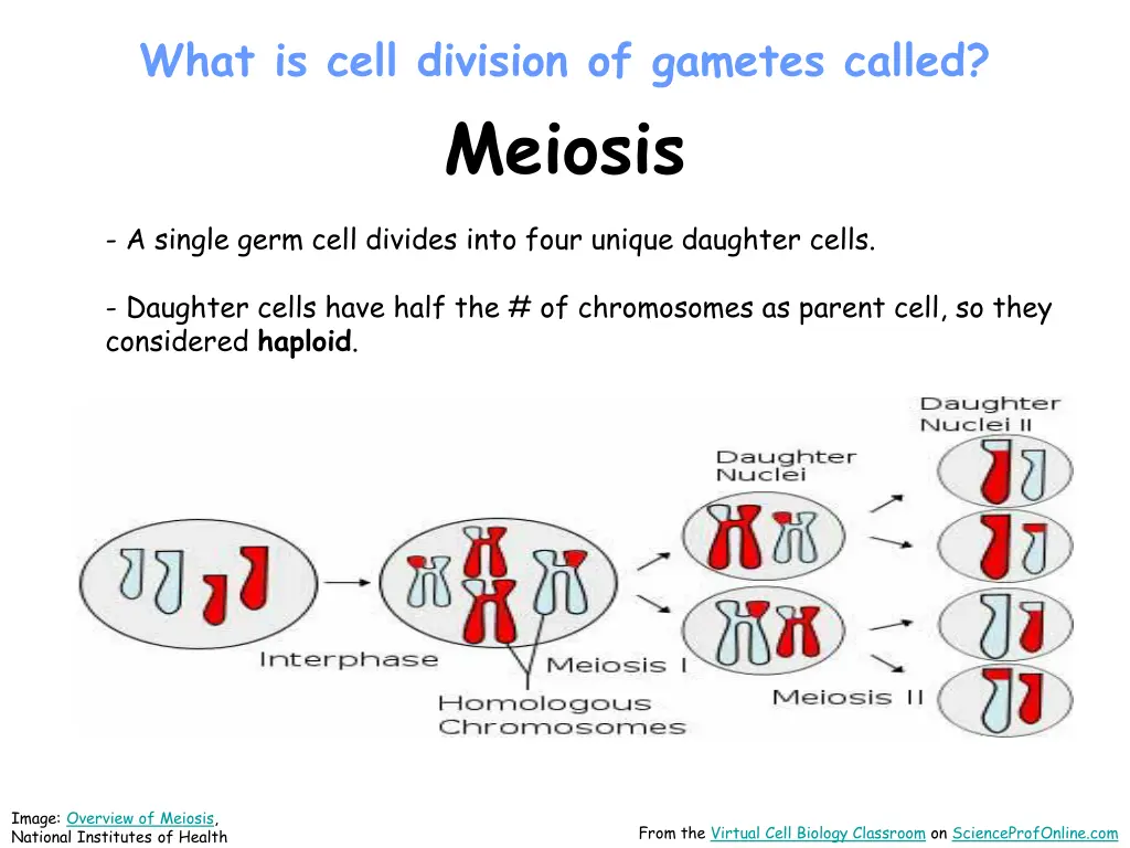 what is cell division of gametes called meiosis