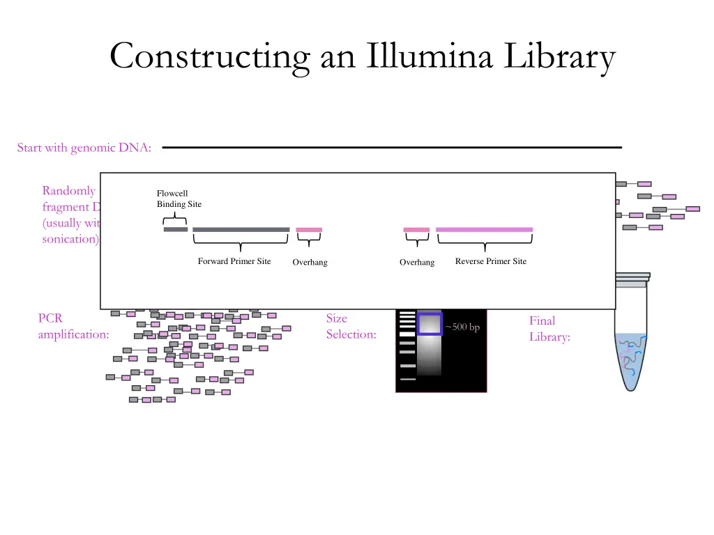 constructing an illumina library