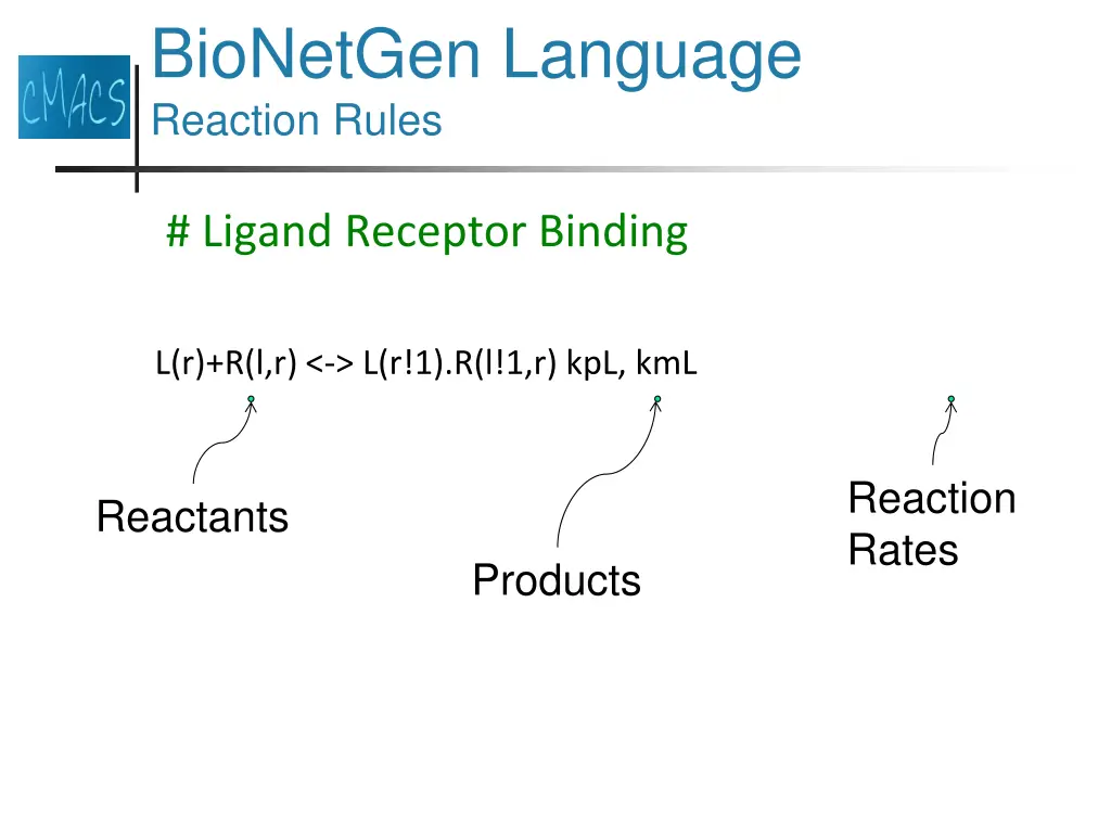 bionetgen language reaction rules 2