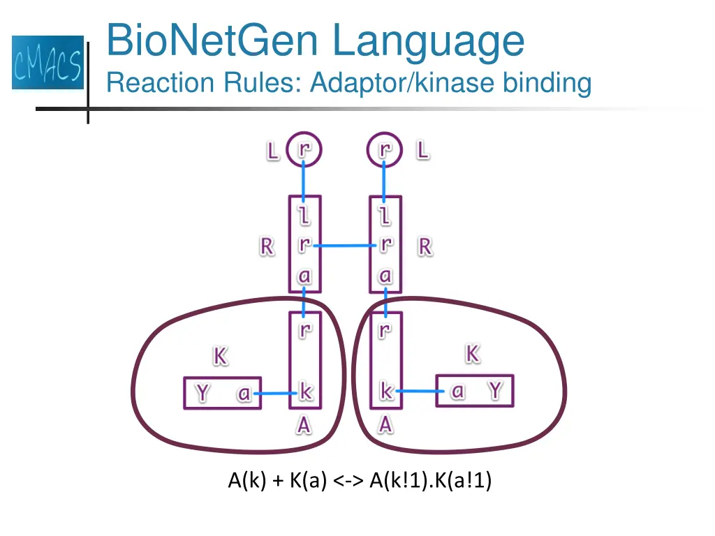 bionetgen language reaction rules adaptor kinase