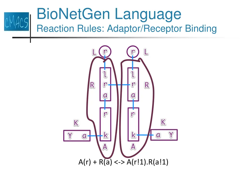 bionetgen language reaction rules adaptor