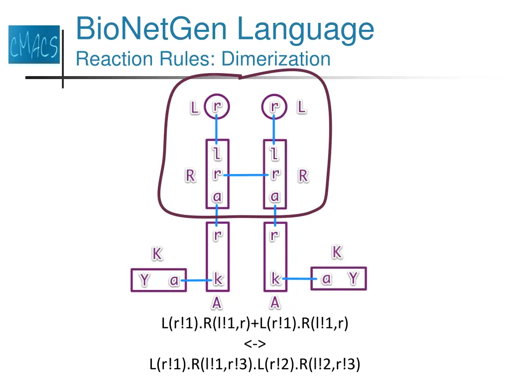 bionetgen language reaction rules dimerization