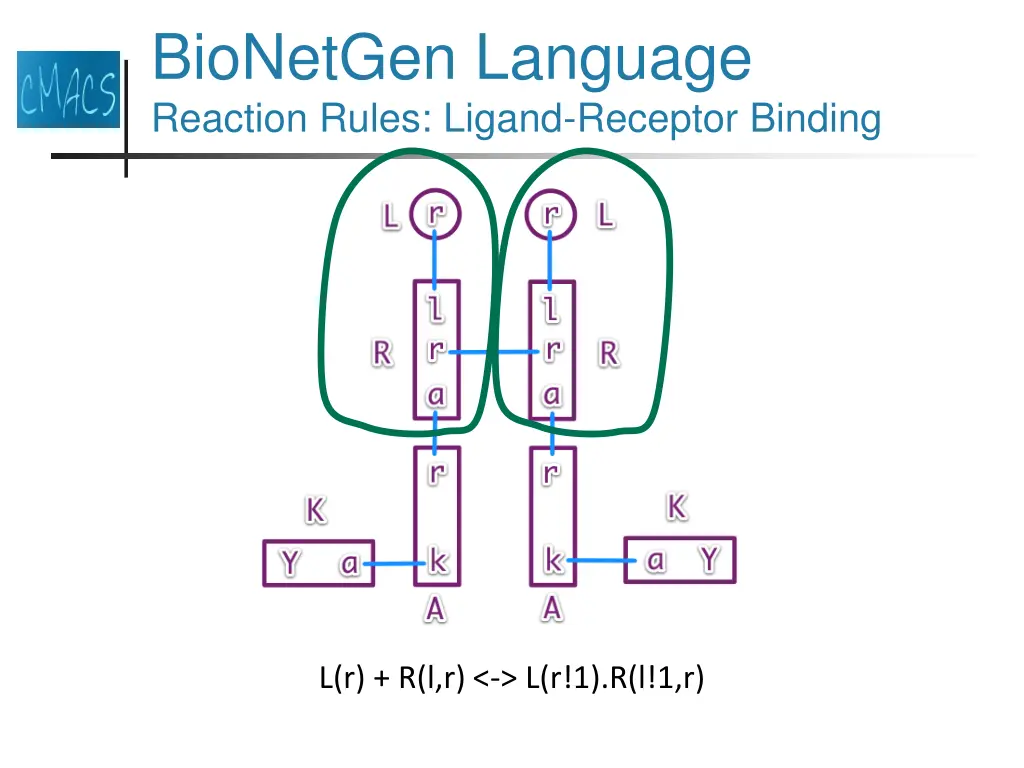bionetgen language reaction rules ligand receptor