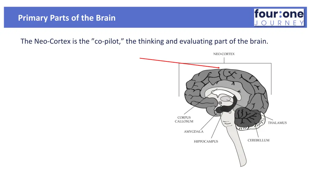 primary parts of the brain 1