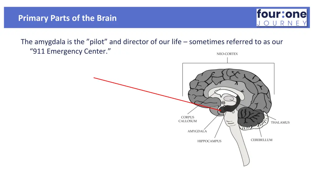 primary parts of the brain 2