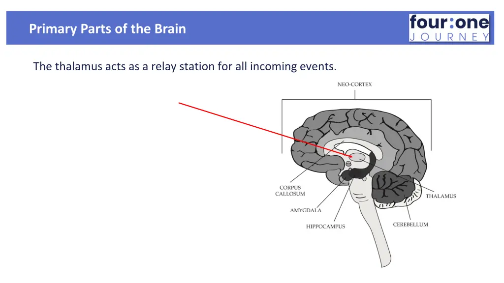 primary parts of the brain