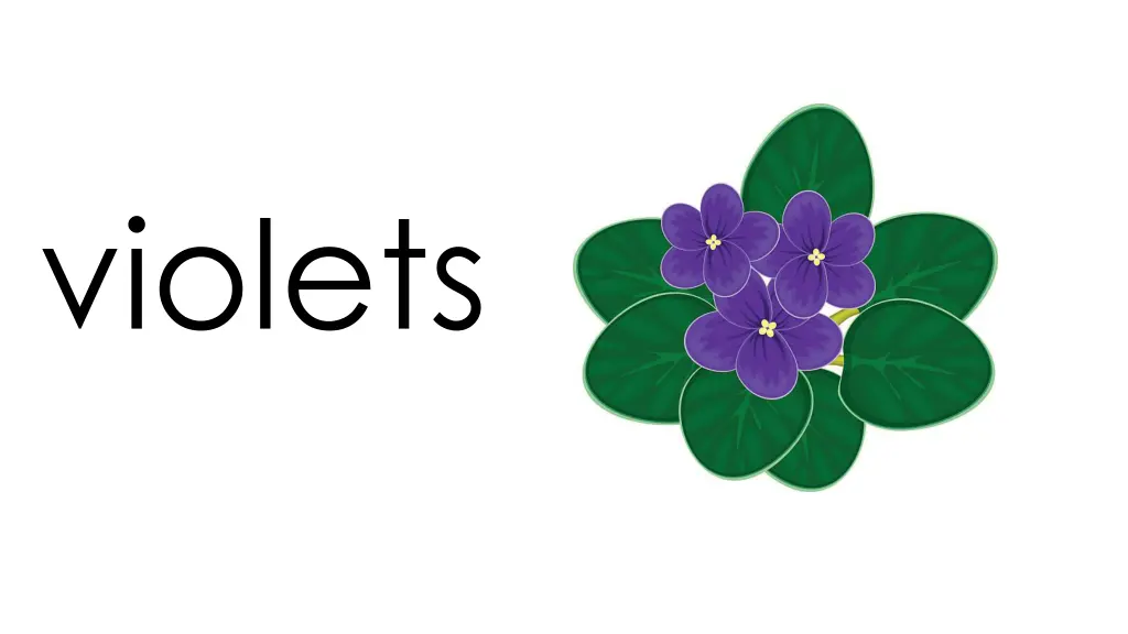 violets