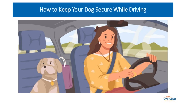 how to keep your dog secure while driving