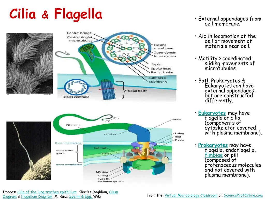 cilia flagella