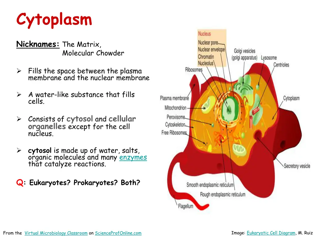 cytoplasm