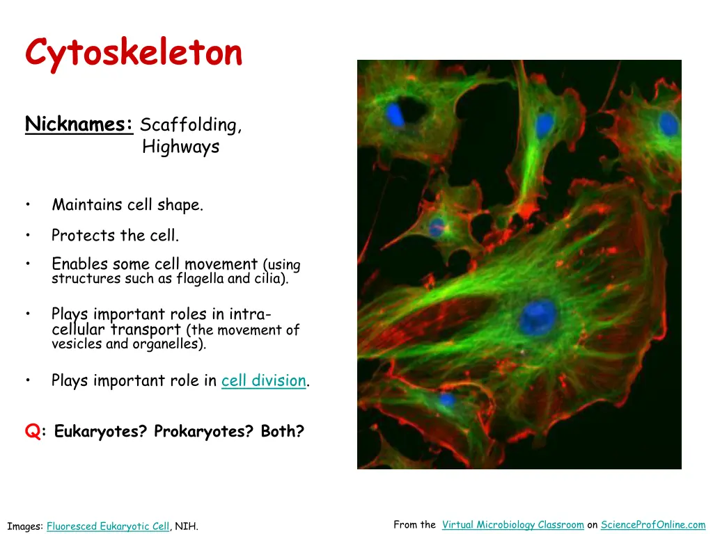cytoskeleton