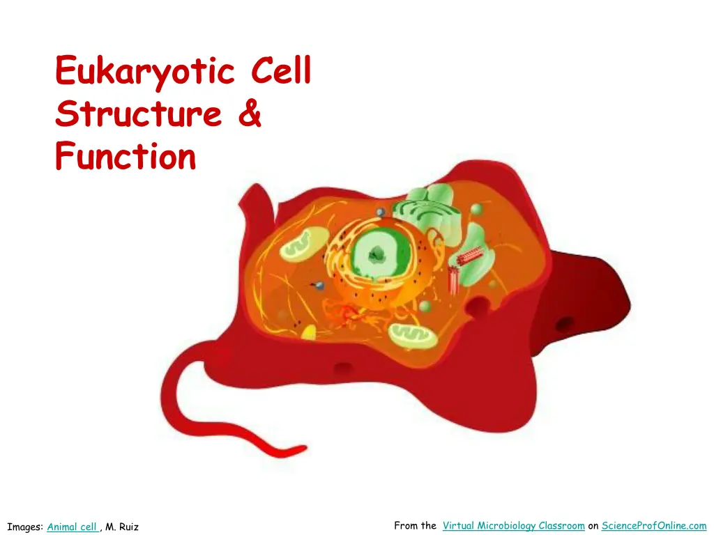 eukaryotic cell structure function