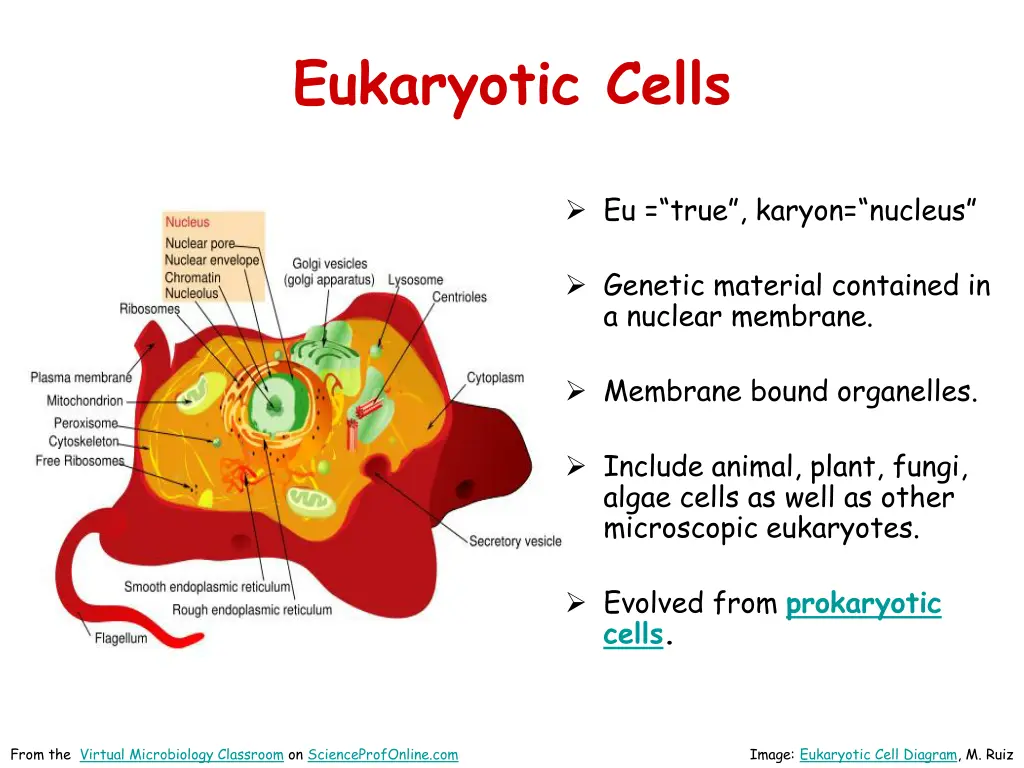 eukaryotic cells