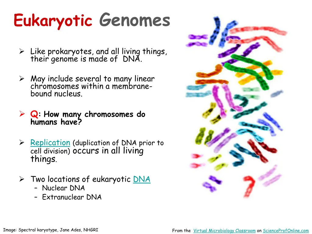 eukaryotic genomes