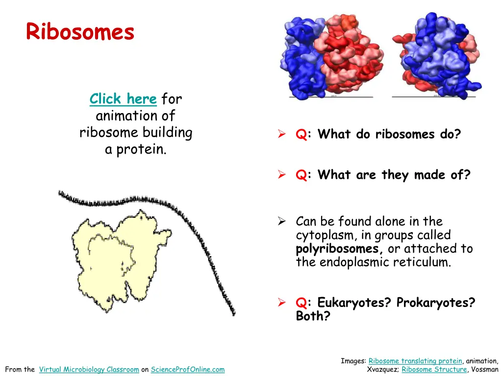 ribosomes