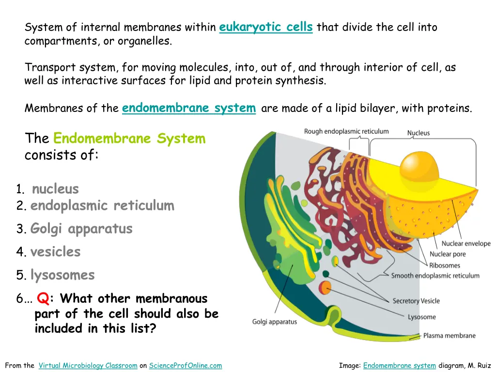 system of internal membranes within eukaryotic