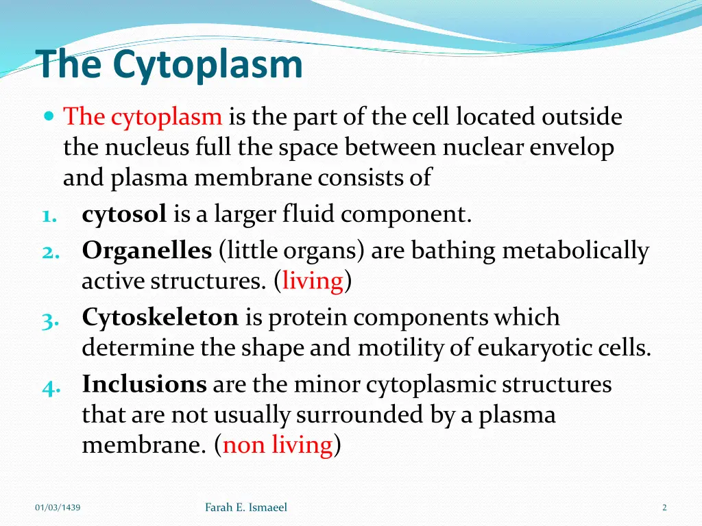 the cytoplasm