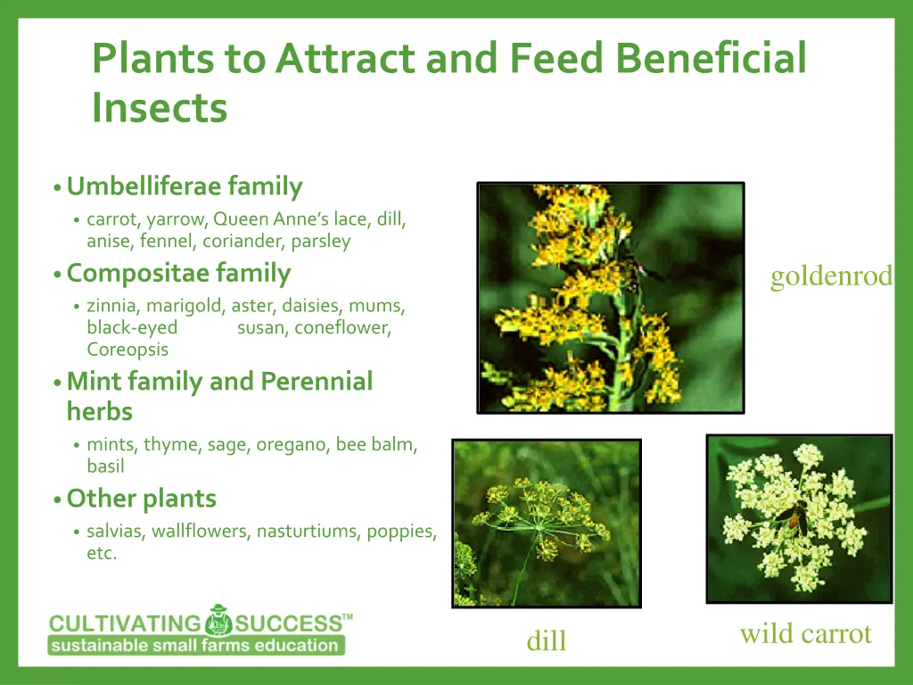 plants to attract and feed beneficial insects