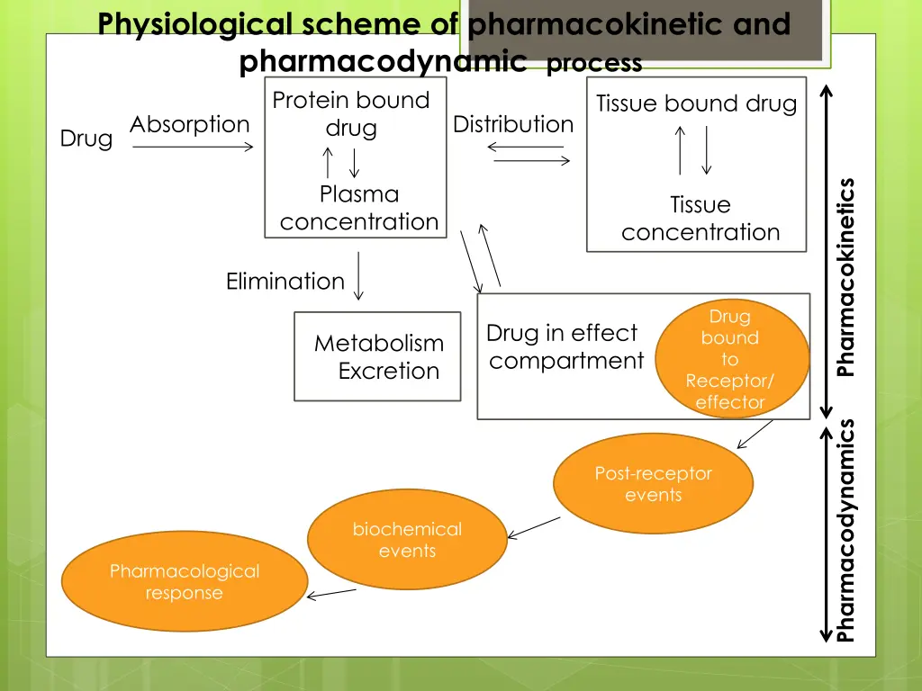 physiological scheme of pharmacokinetic