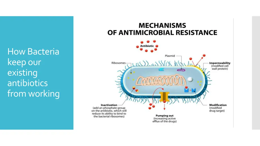 how bacteria keep our existing antibiotics from