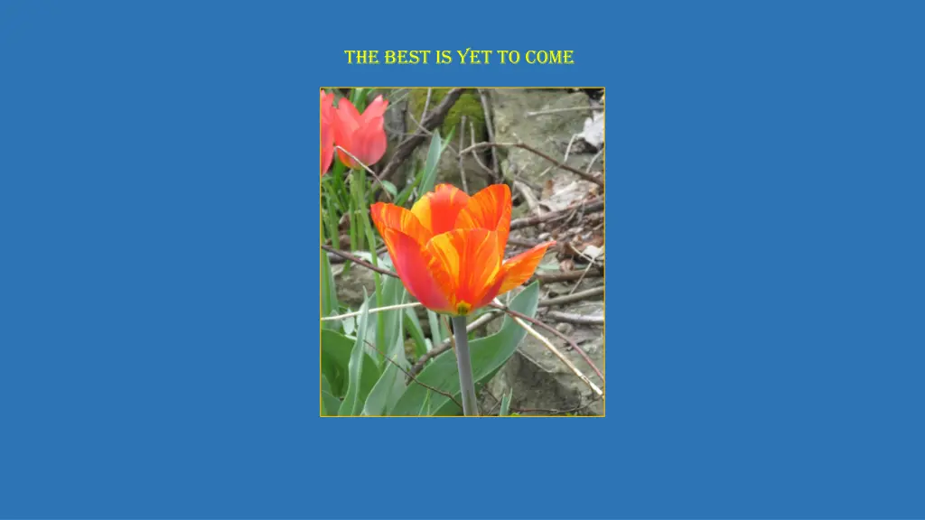 the best is yet to come