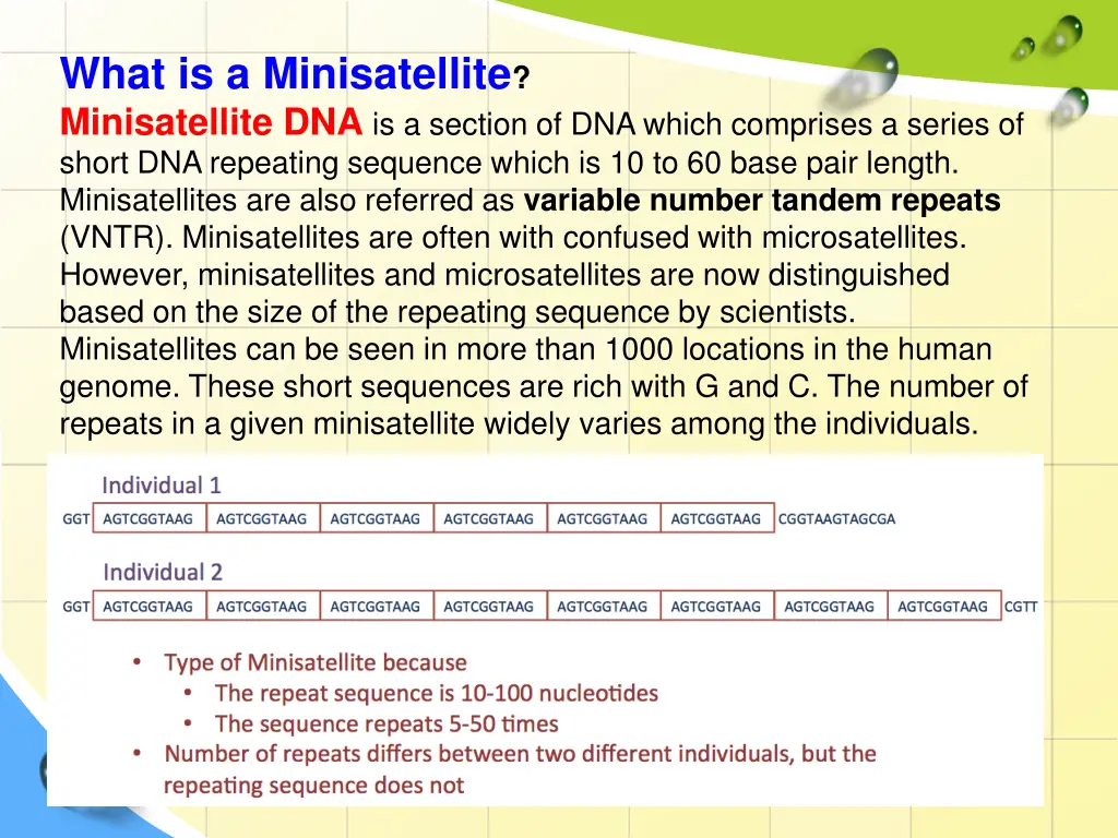 what is a minisatellite minisatellite