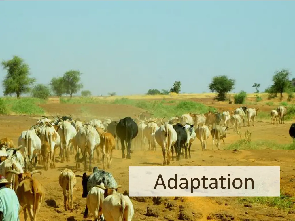 adaptation