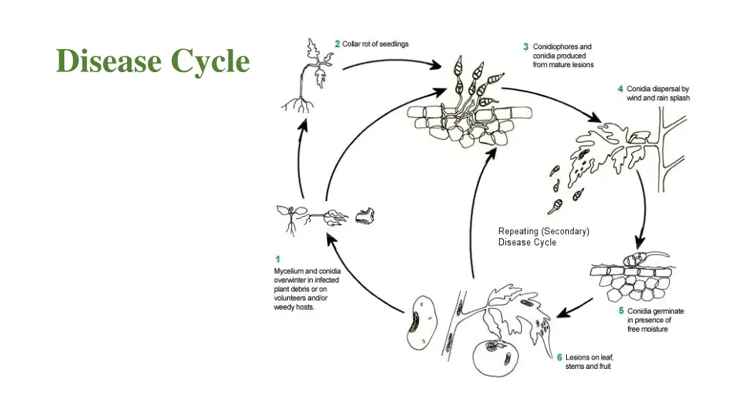 disease cycle