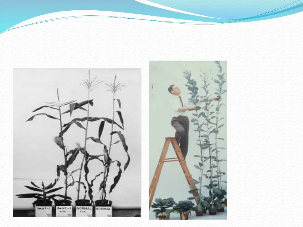 slide9