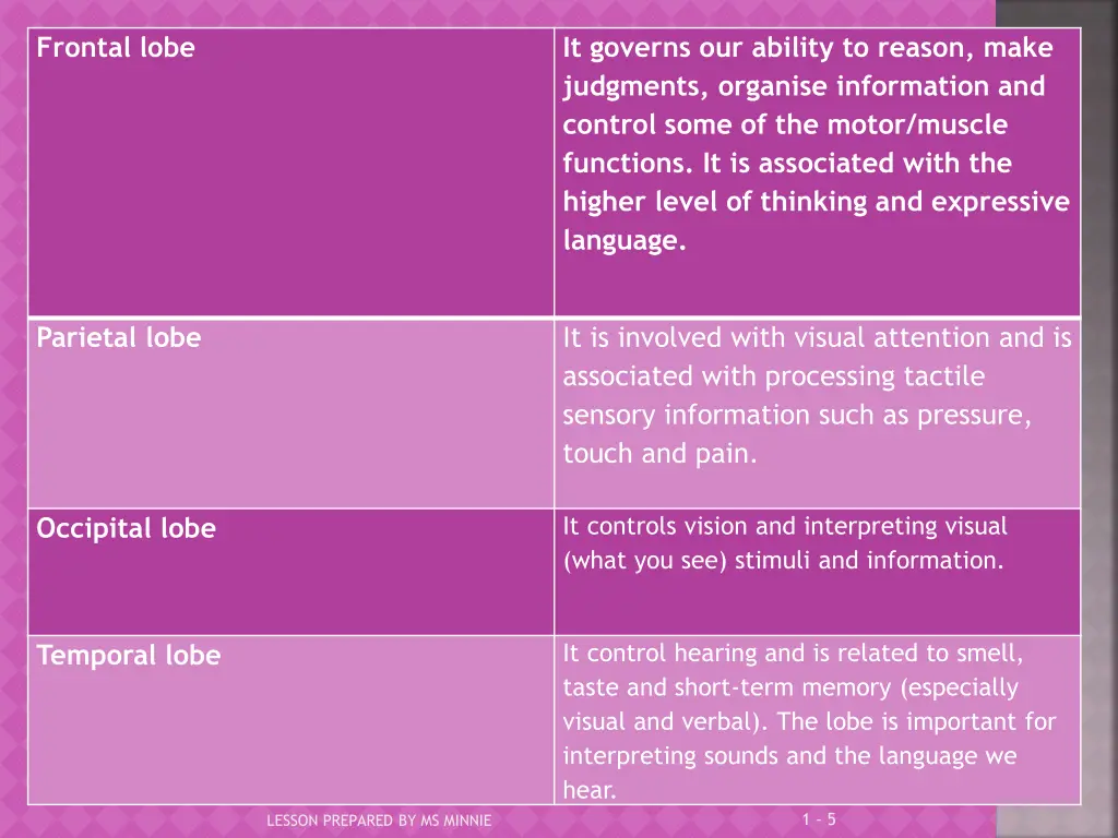 frontal lobe