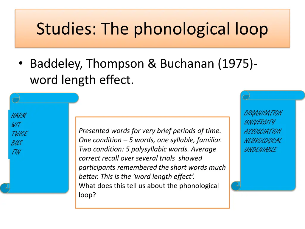 studies the phonological loop