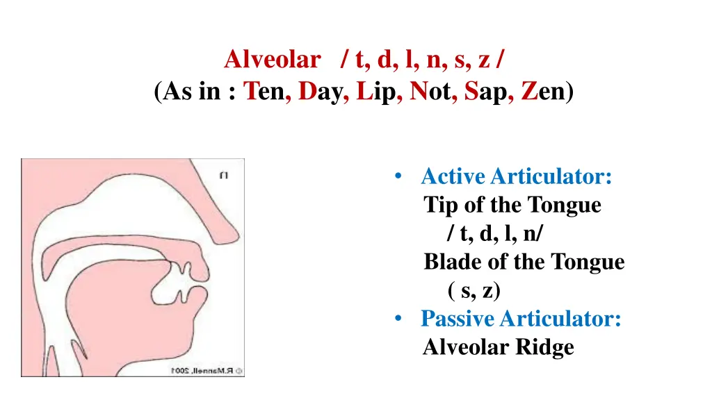 alveolar t d l n s z as in ten day lip not sap zen