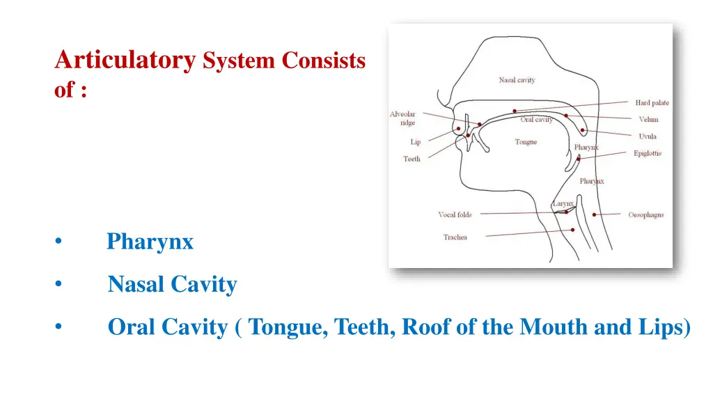articulatory system consists of