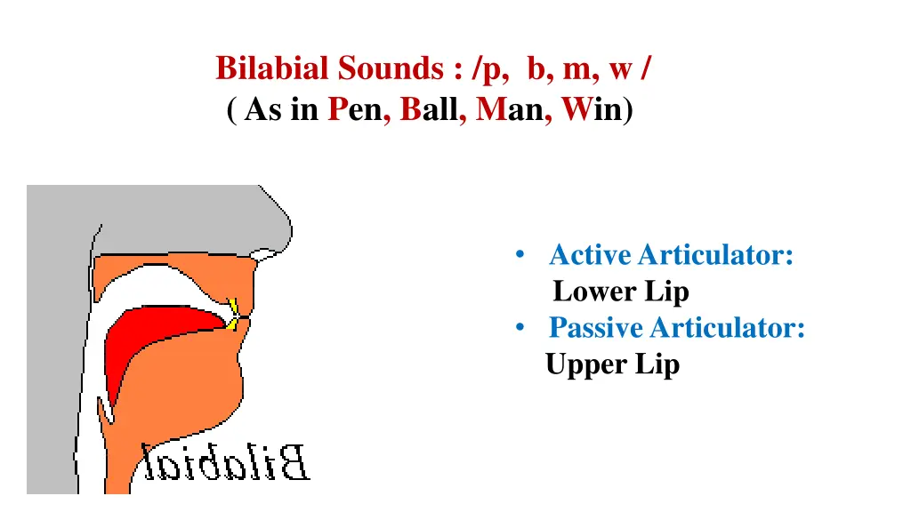 bilabial sounds p b m w as in pen ball man win